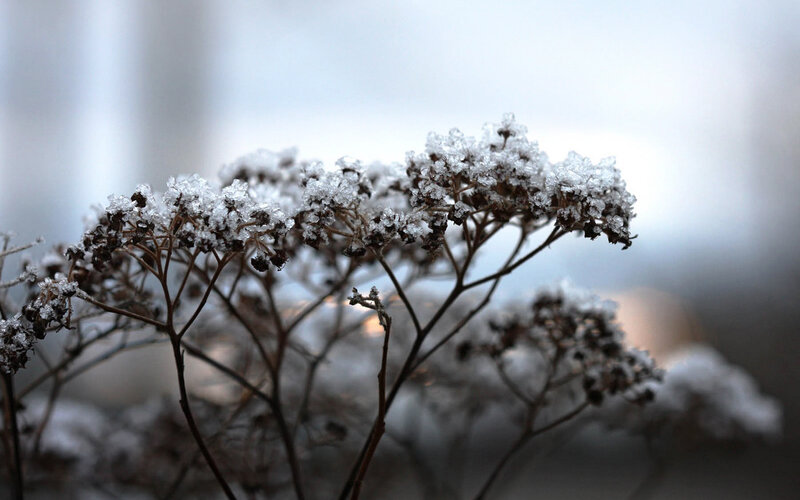 frozen plant in winter