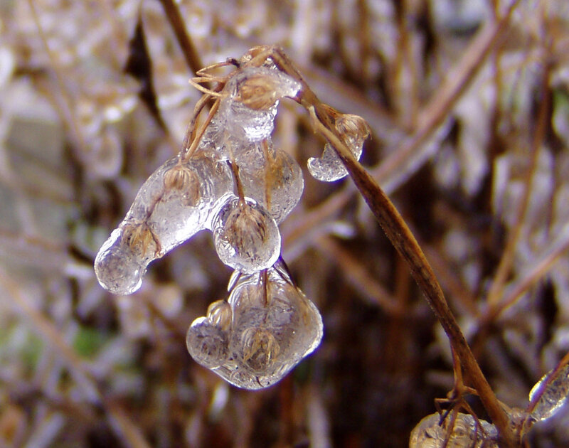 Frozen Plant Pods — Brown