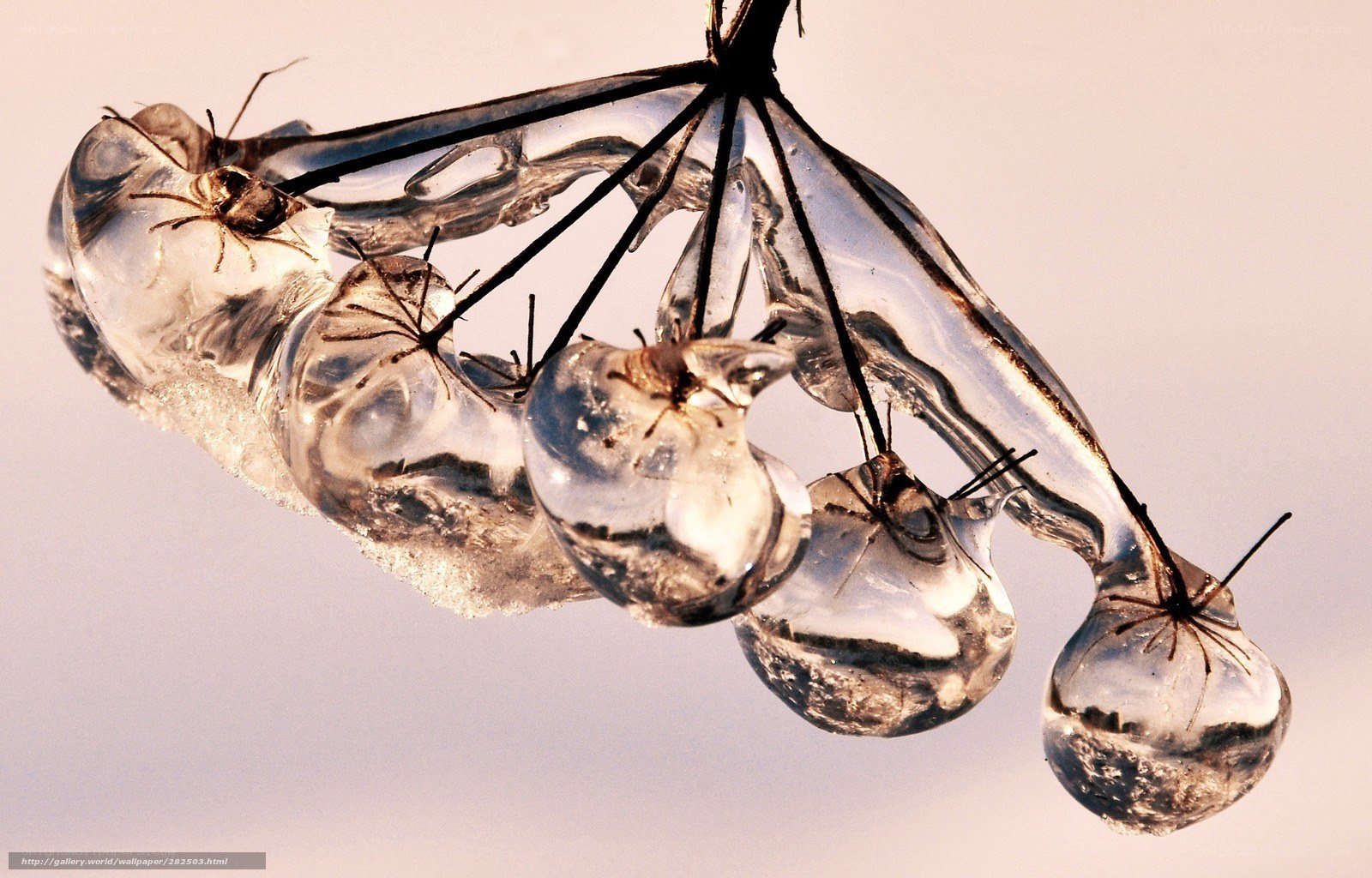 frozen plant pods in ice