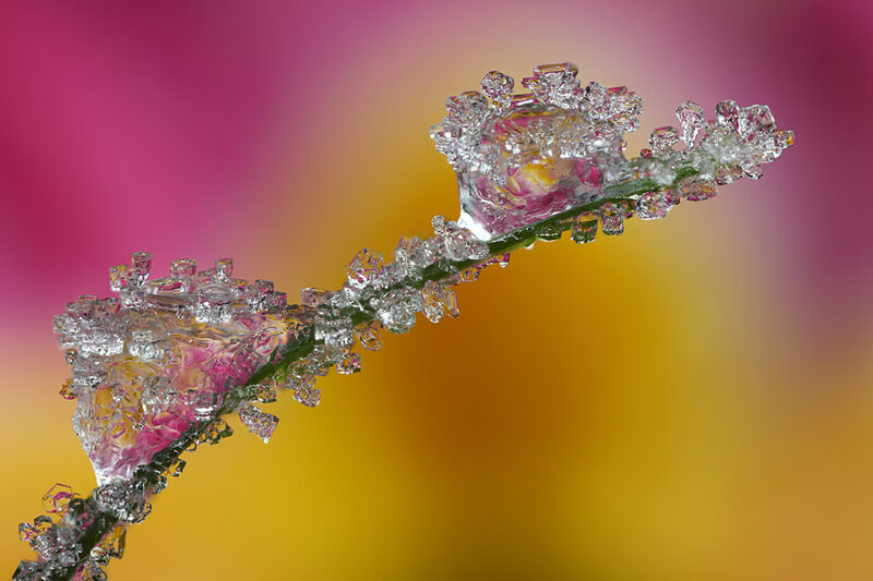 Frozen Plant Stem — Pink