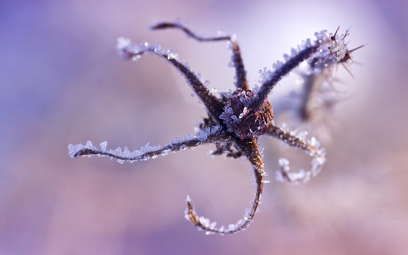 frozen plant stem
