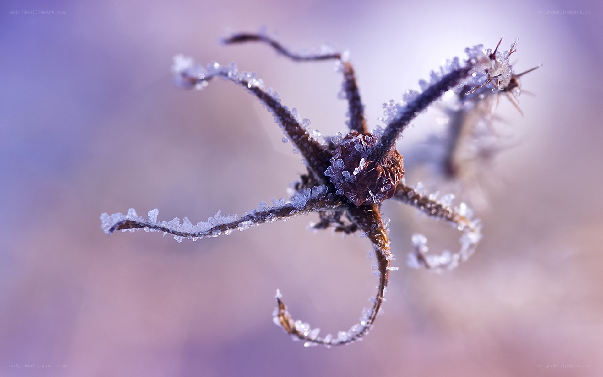 frozen plant stem