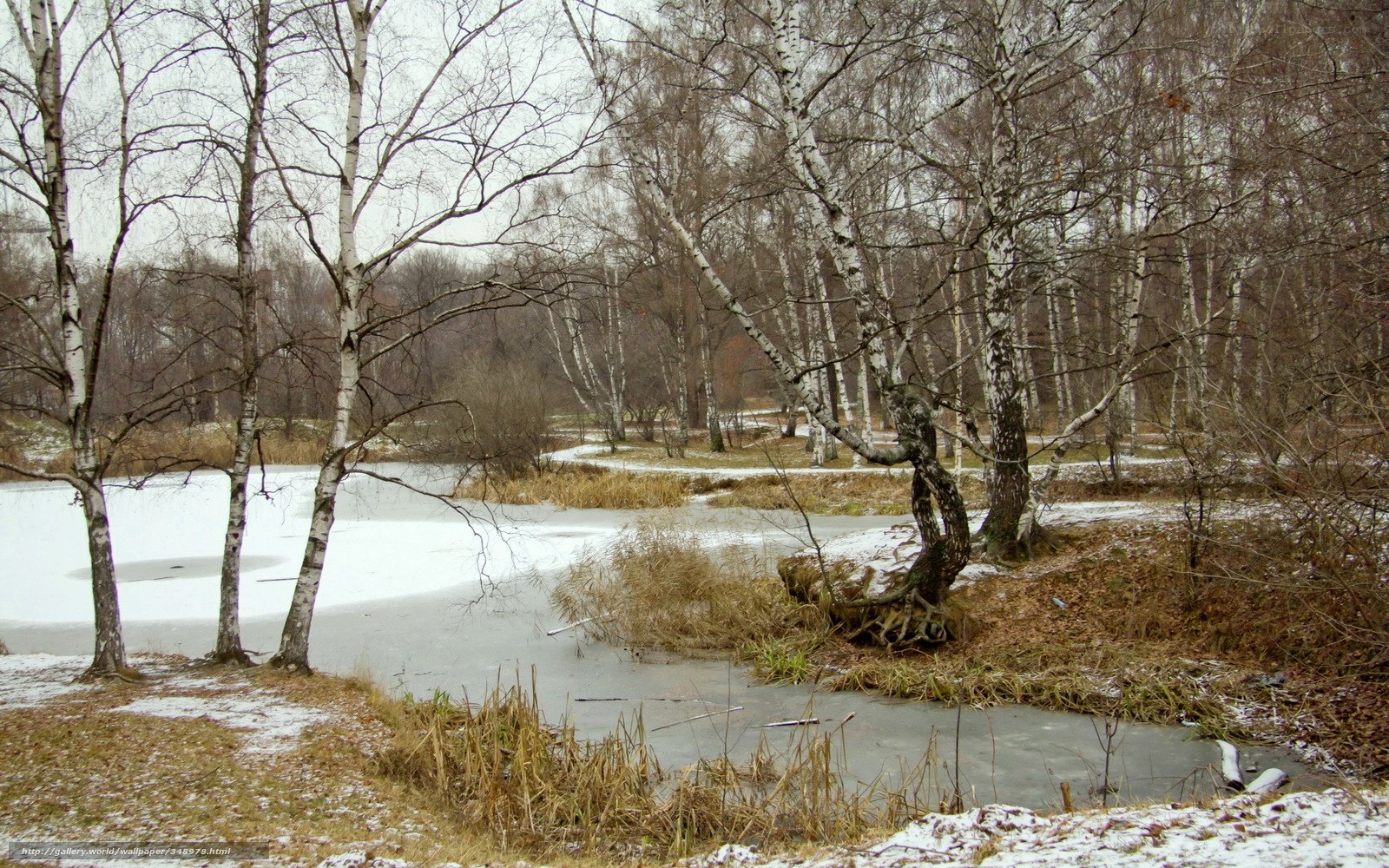 frozen pond in birch forest