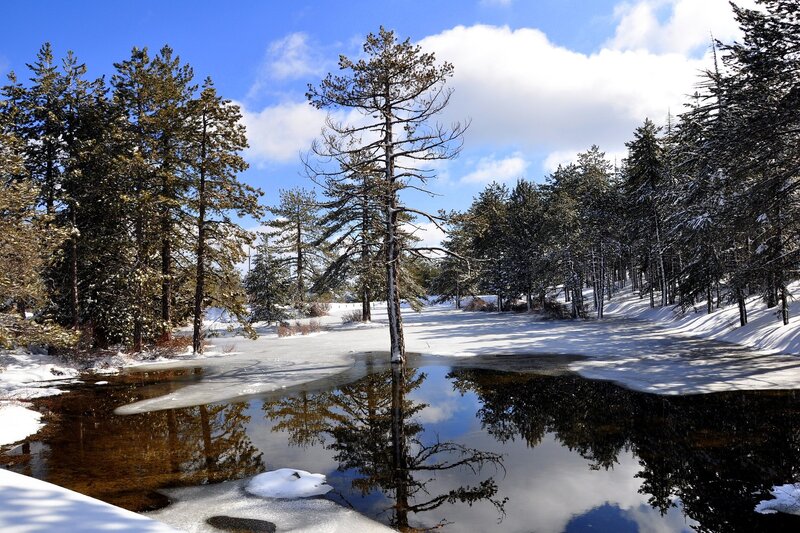 Frozen Pond in Forest — Blue, Serene, Winter
