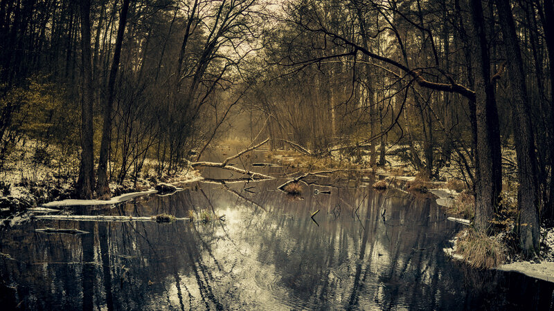 Frozen Pond in Forest — Brown, Somber
