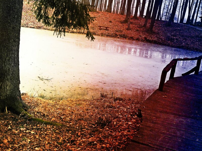 Frozen Pond in Forest — Brown