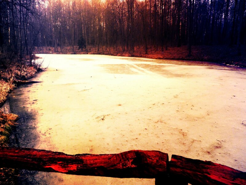 Frozen Pond in Forest