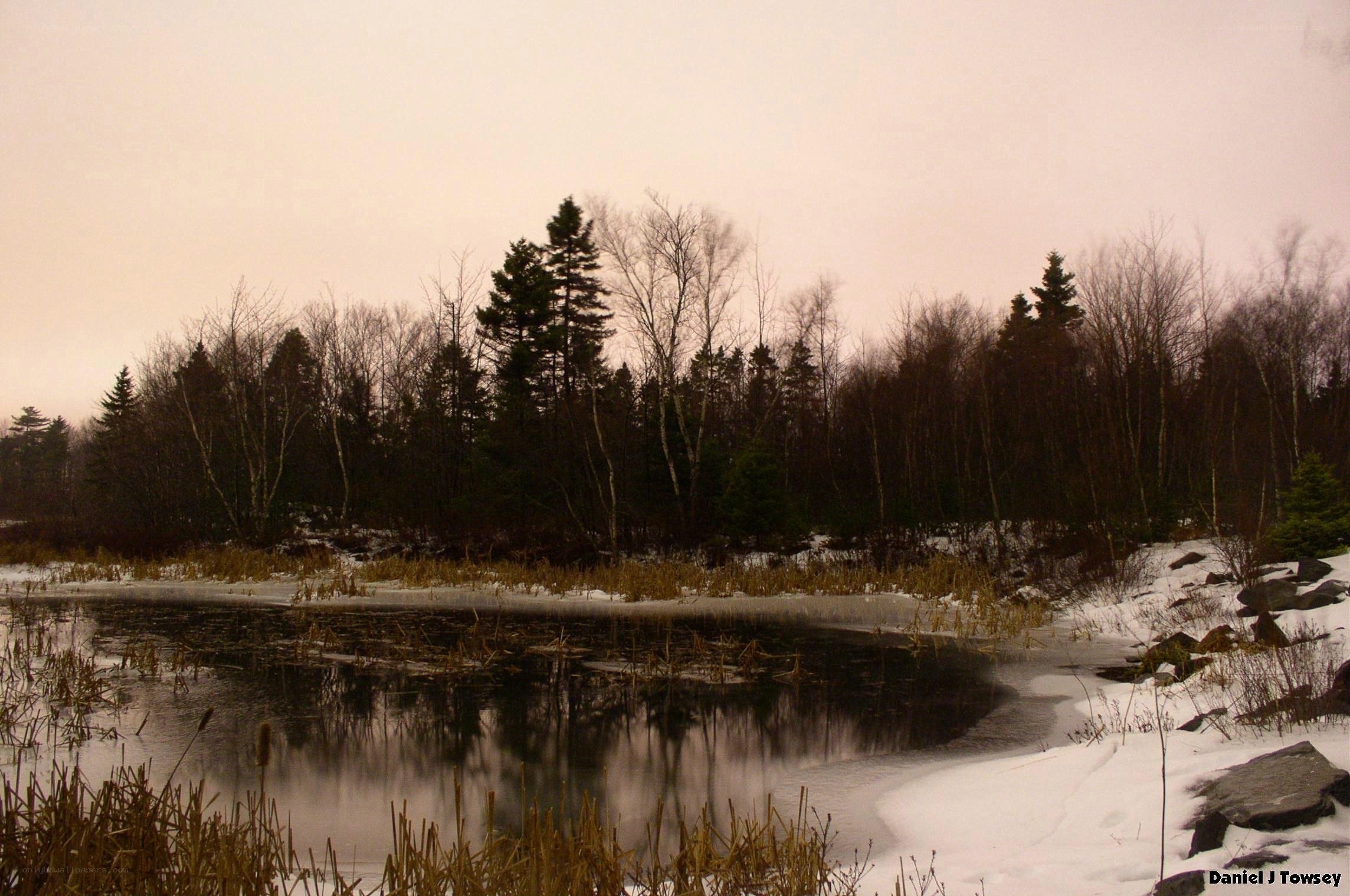 frozen pond in winter forest