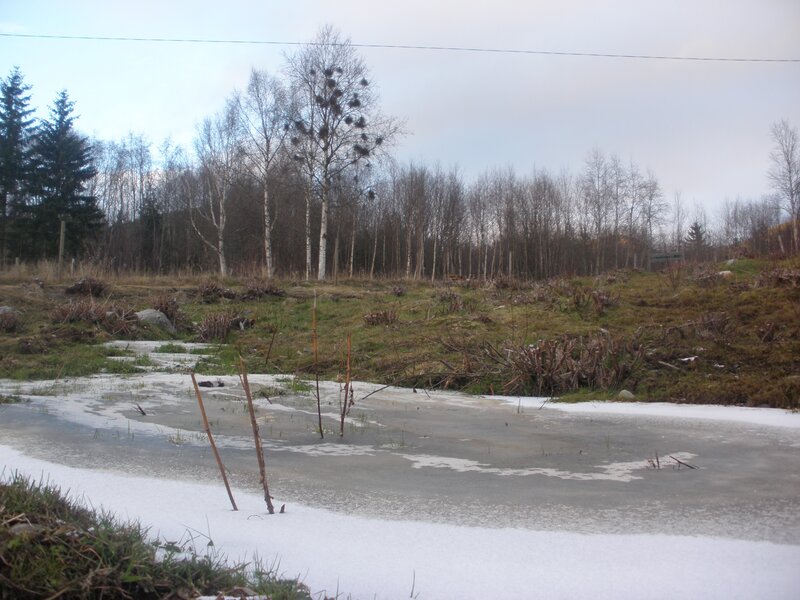 Frozen pond in winter forest