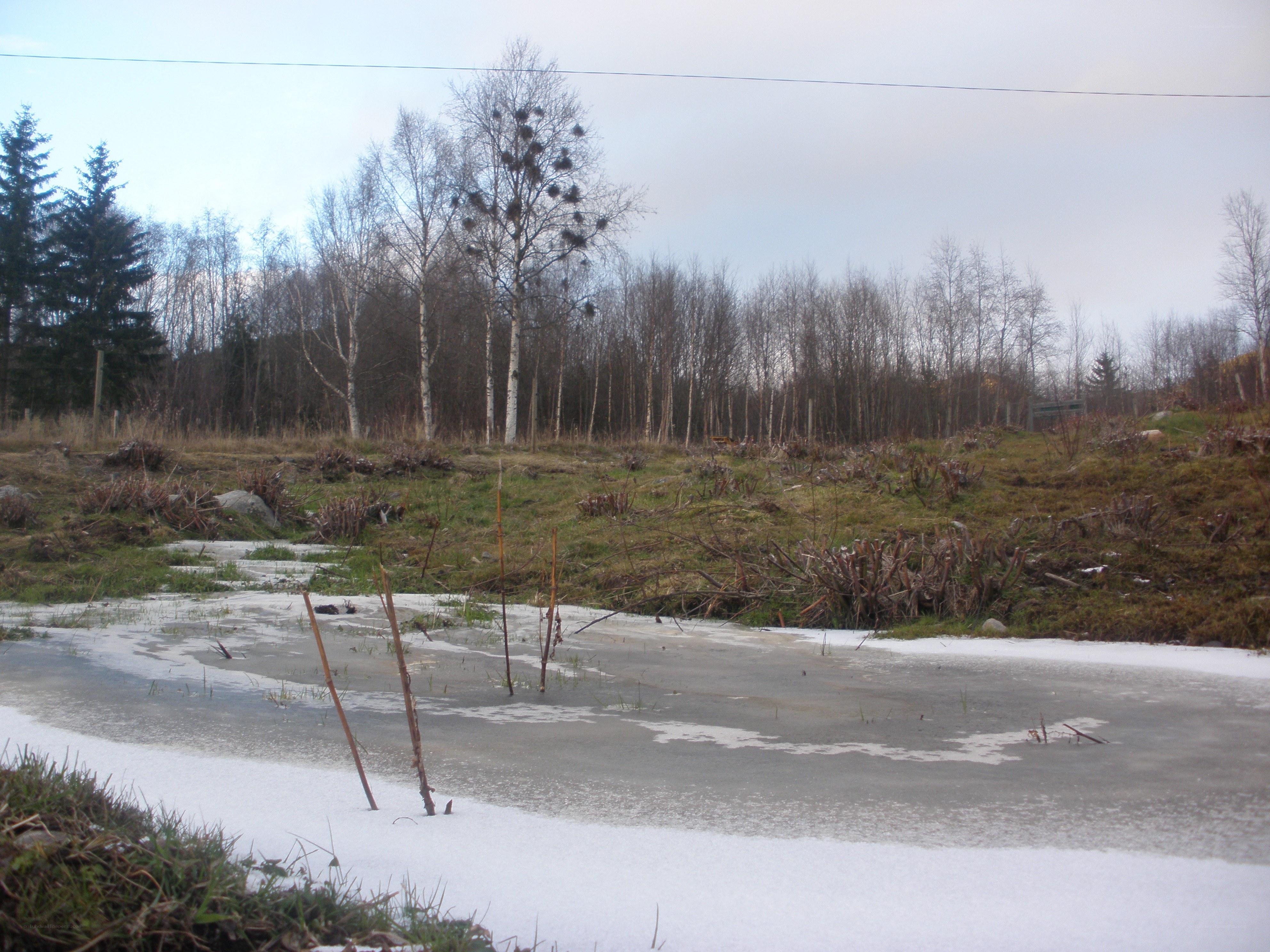 Frozen pond in winter forest