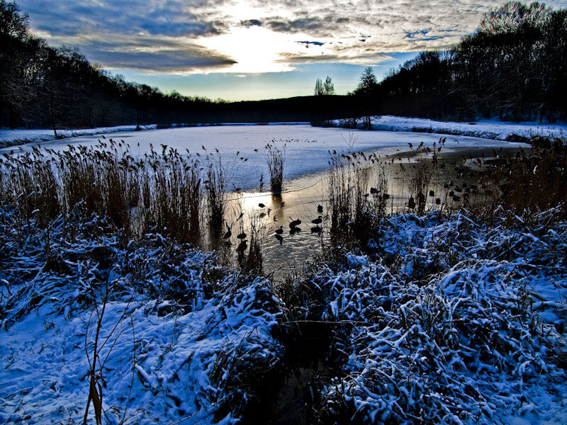 Frozen Pond with Ducks