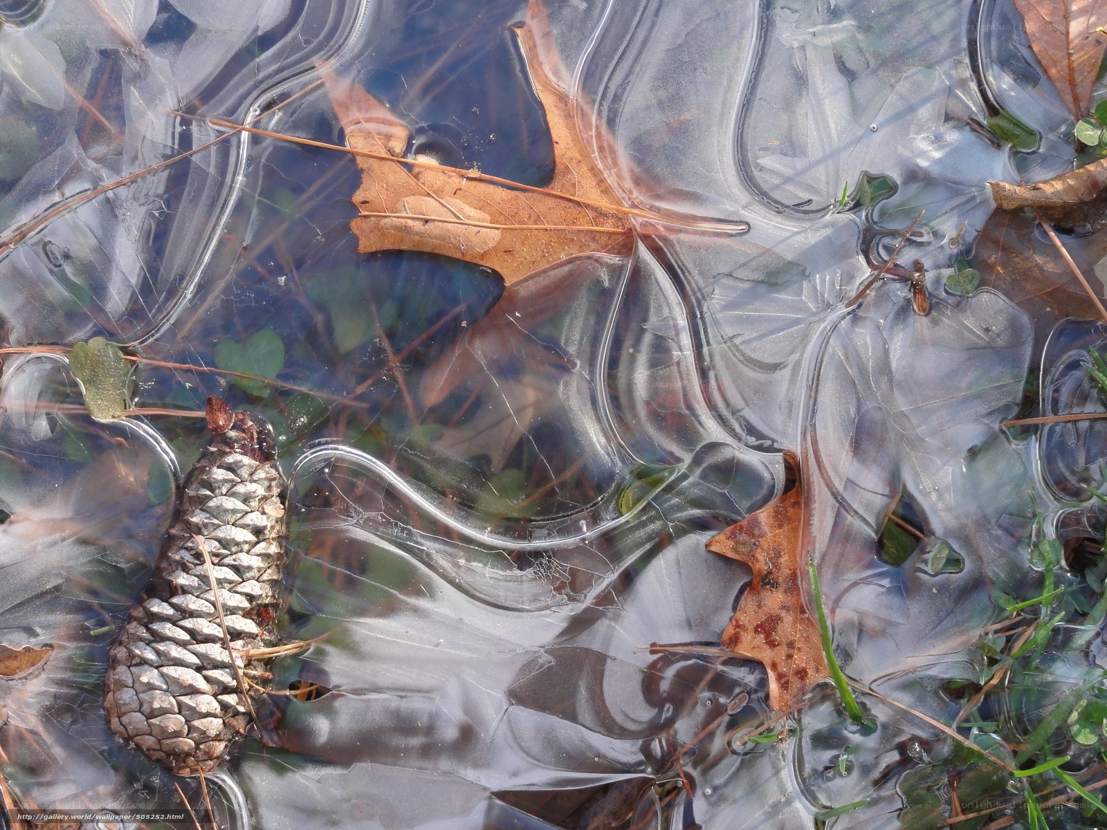 Frozen pond with leaves and pinecone