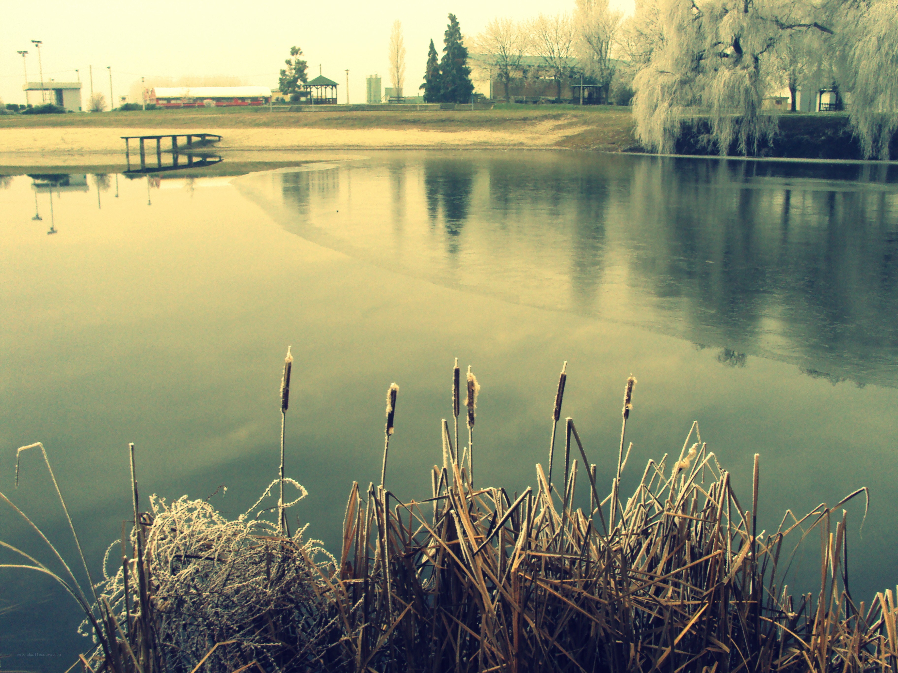 frozen pond with reeds