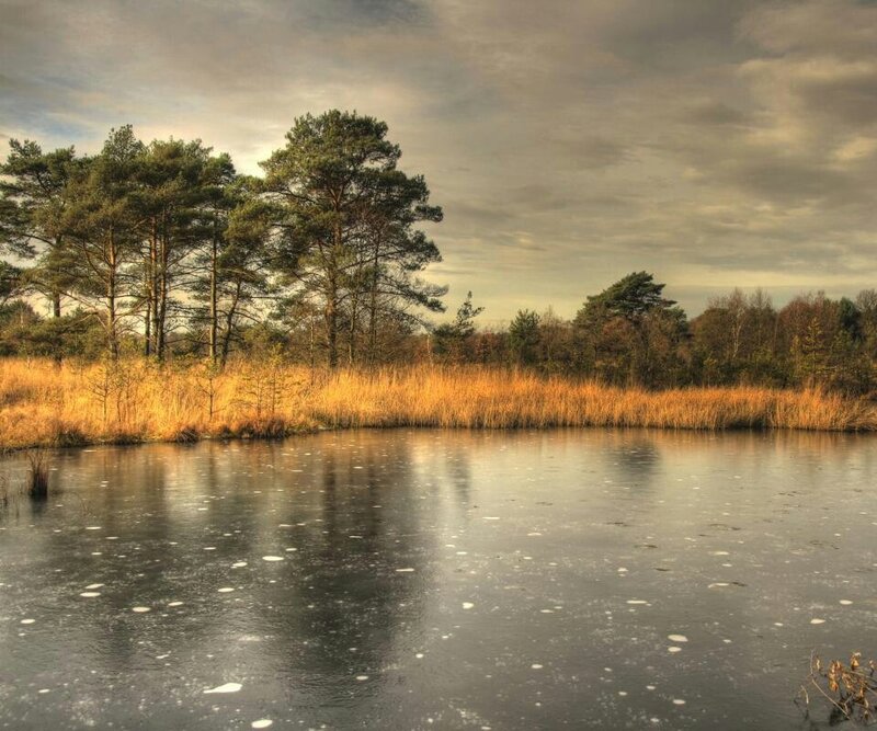 frozen pond with trees