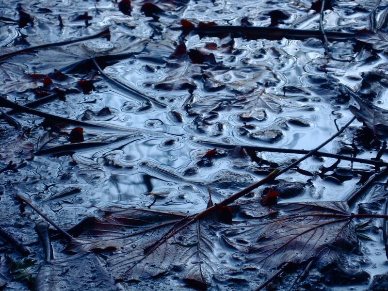 frozen puddle with leaves