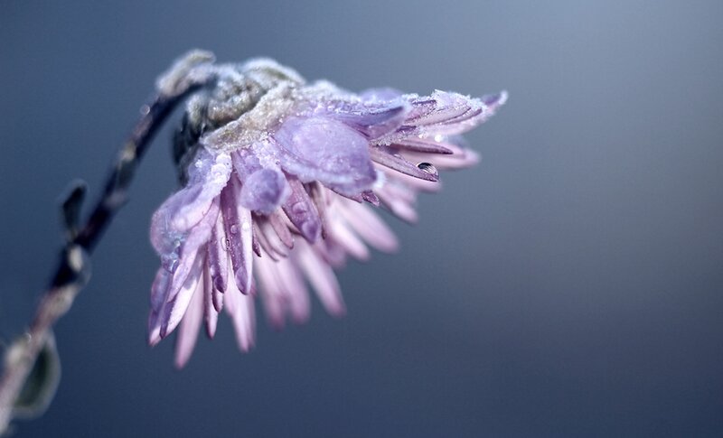 Frozen Purple Flower — Cold
