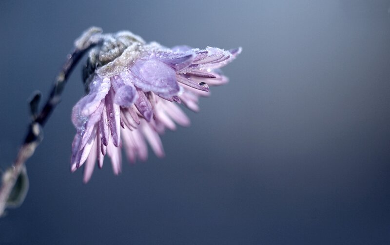 Frozen Purple Flower