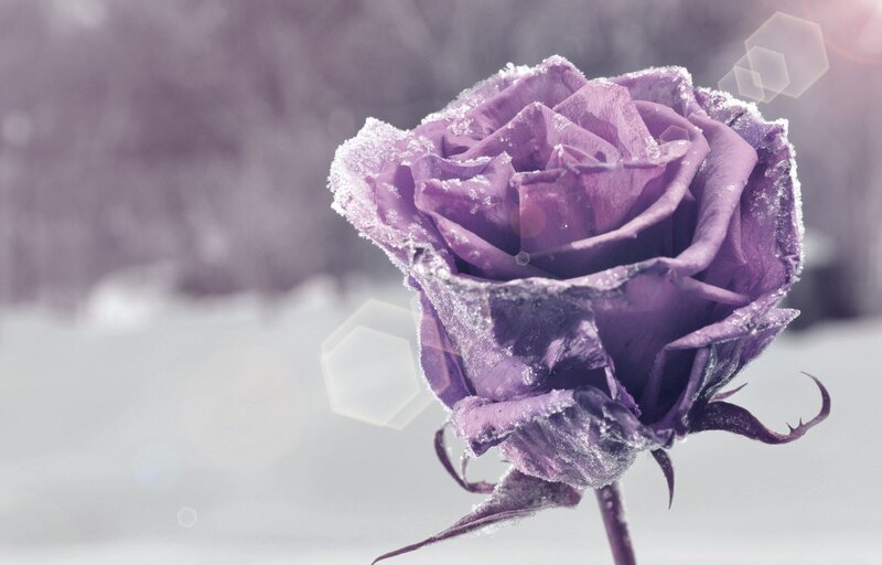 Frozen Purple Rose