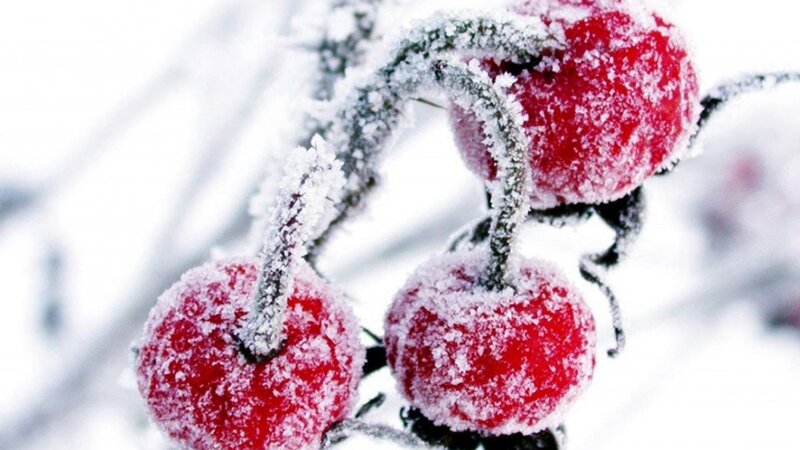 Frozen Red Berries — Cold, Winter, Photograph, Branch, Snow