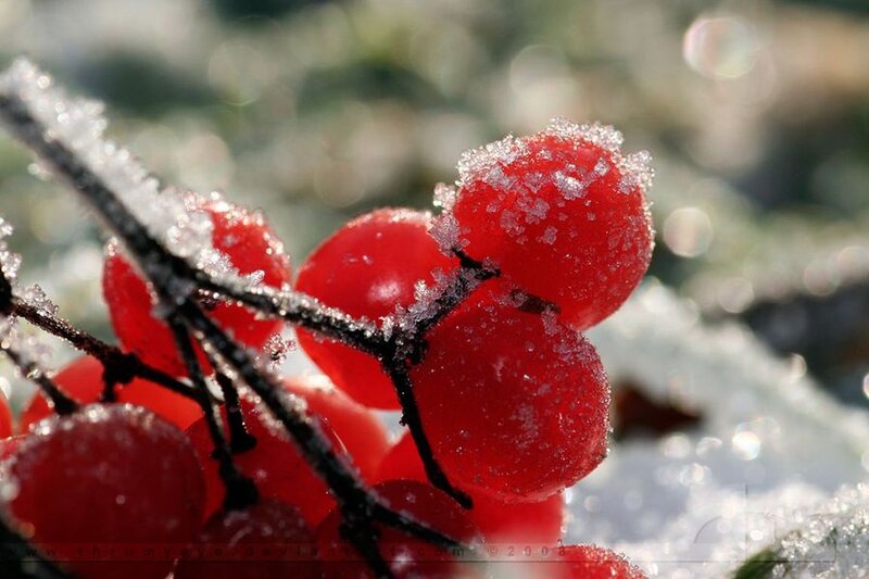 Frozen Red Berries — Cold, Winter, Photograph, Branch