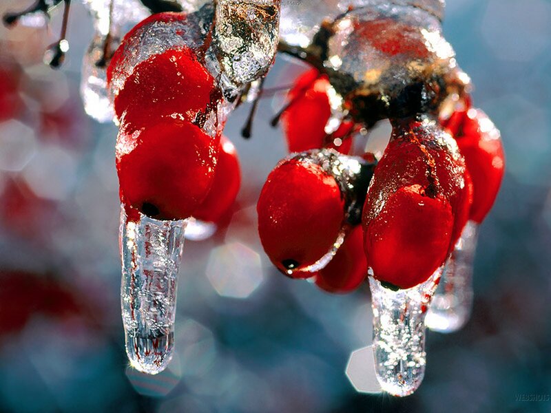 Frozen Red Berries — Cold, Winter, Photograph, Ice, Branch