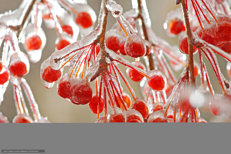 Frozen Red Berries — Cold, Winter, Photograph, Ice, Branches