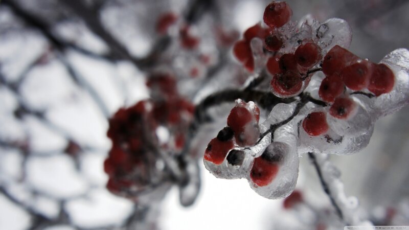 Frozen Red Berries — Cold, Winter, Photograph, Ice