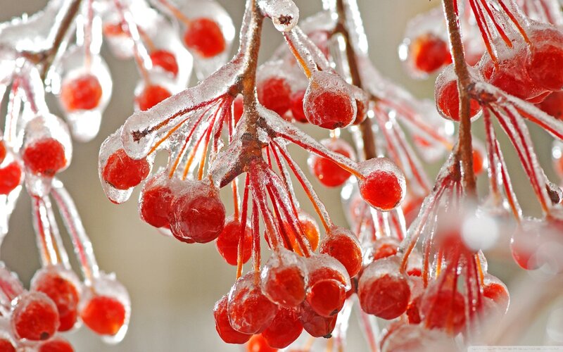 Frozen Red Berries — Cold, Winter, Photograph