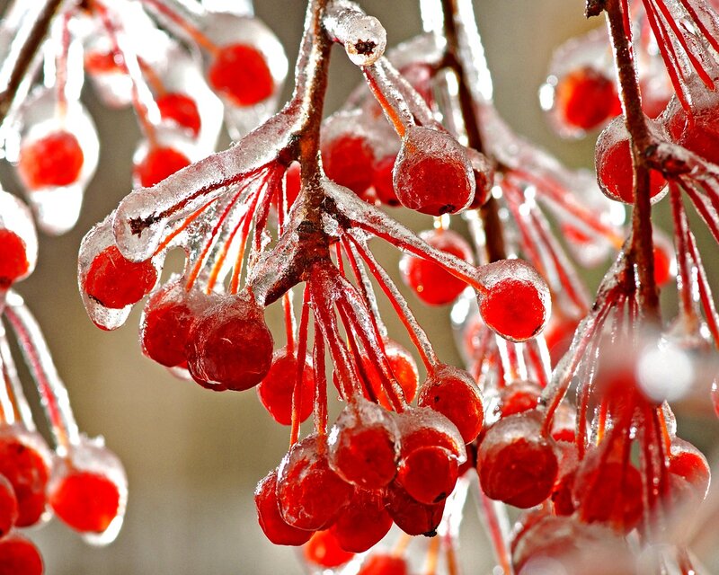 Frozen Red Berries — Cold, Winter