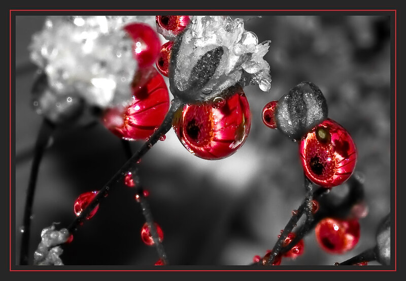 Frozen Red Berries — Dramatic