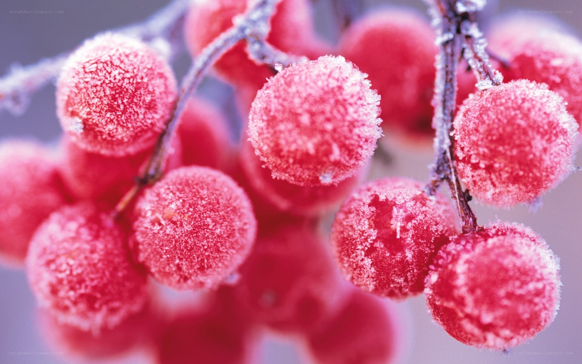 frozen red berries on branch