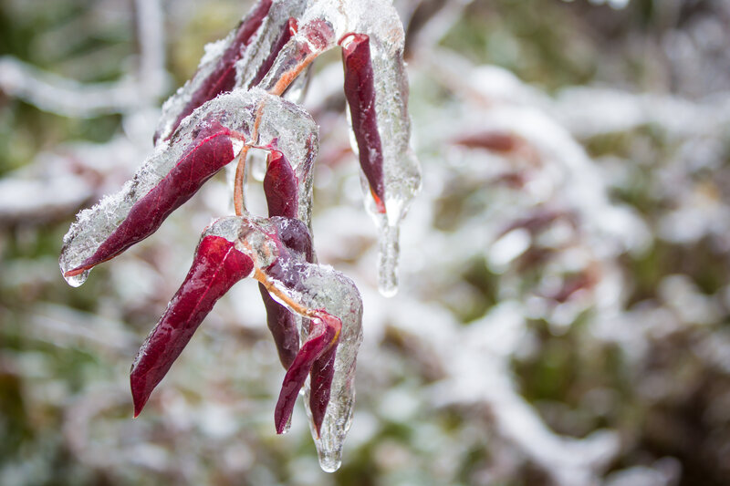 Frozen Red Leaves