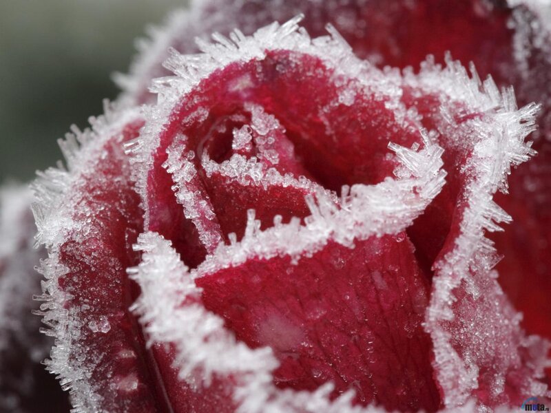 Frozen Red Rose — Cold