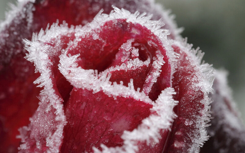Frozen Red Rose — Cold, Winter, Photograph, Ice Crystals, Petals