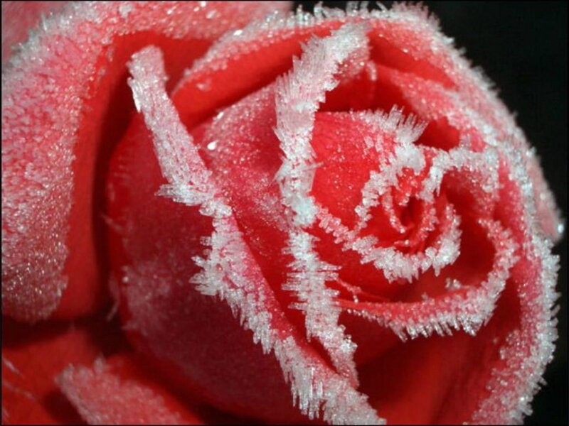 Frozen Red Rose — Cold, Winter, Photograph, Ice Crystals