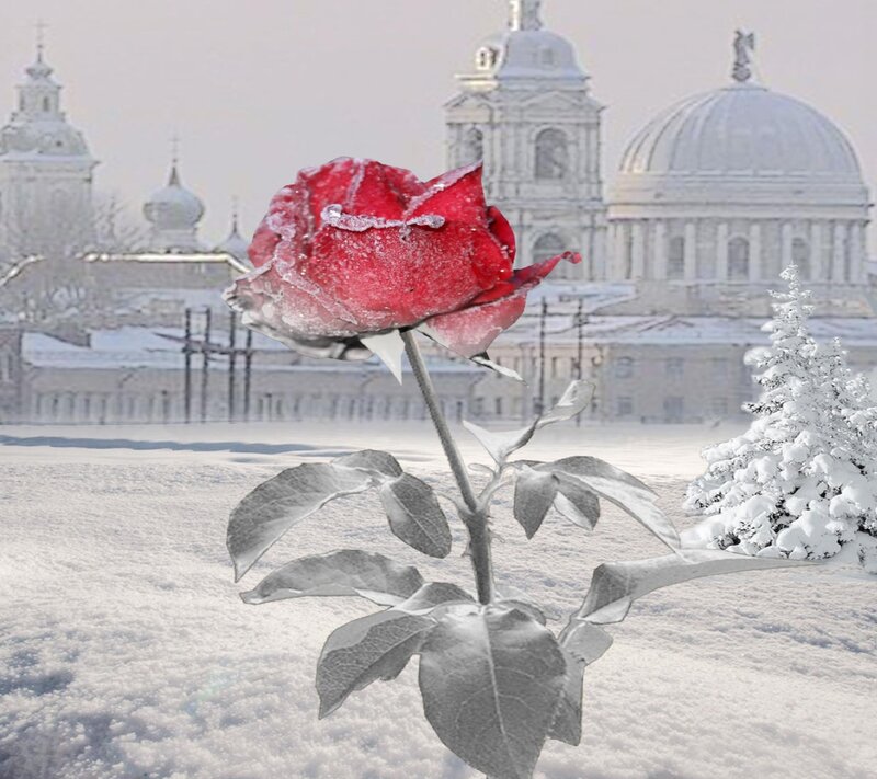 Frozen Red Rose — Cold, Winter, Photograph, Snow
