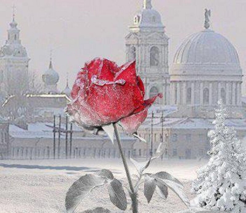 Frozen Red Rose — Cold, Winter, Photograph