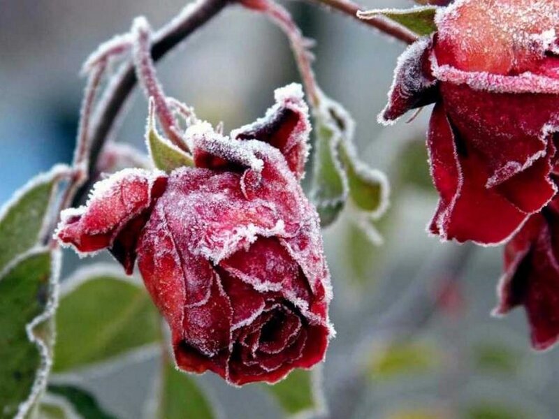 Frozen Red Rose — Cold, Winter