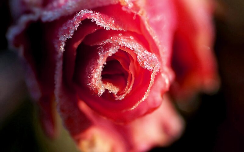 Frozen Red Rose — Dramatic