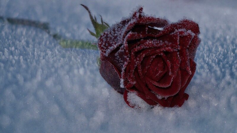 Frozen Red Rose — Dramatic, Winter, Photograph