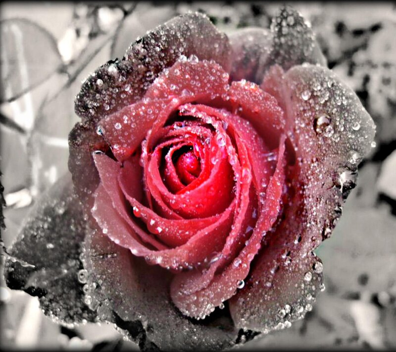 Frozen Red Rose — Dramatic, Winter