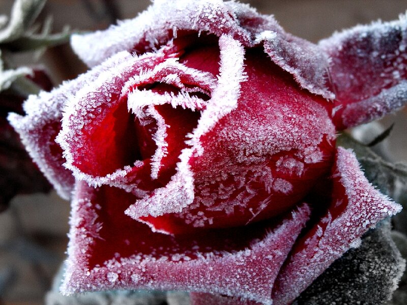 frozen red rose
