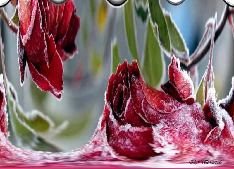 Frozen Red Roses