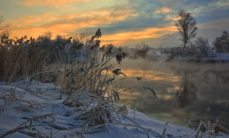 Frozen Reeds by River
