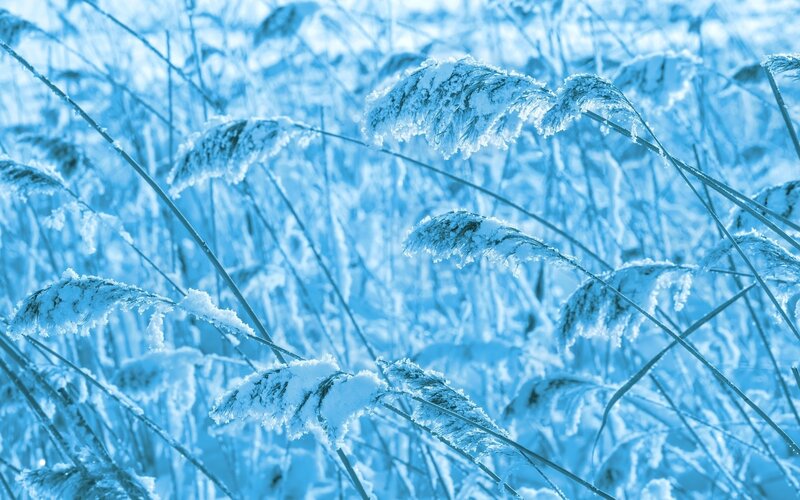 frozen reeds in winter