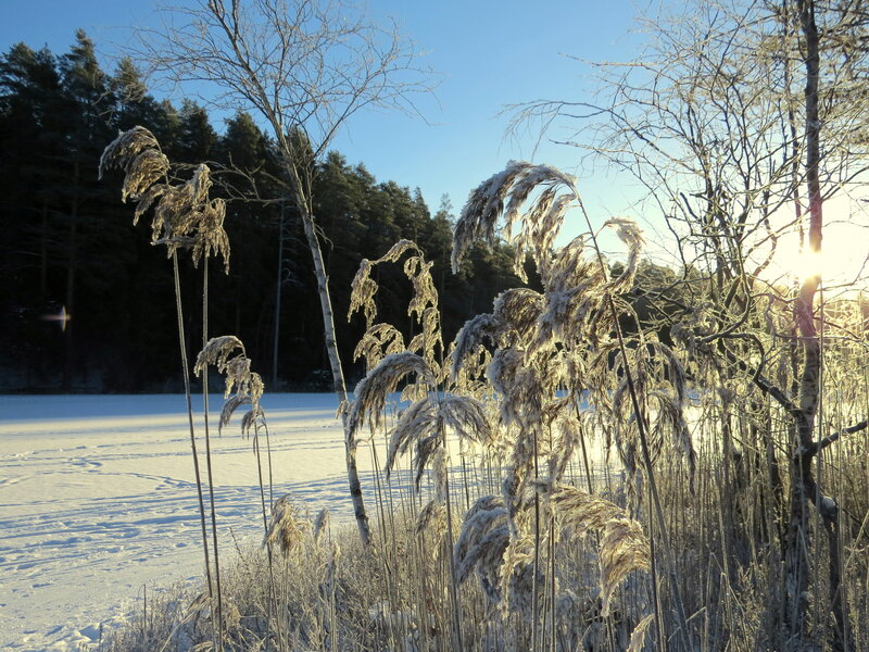 Frozen Reeds in Winter — White
