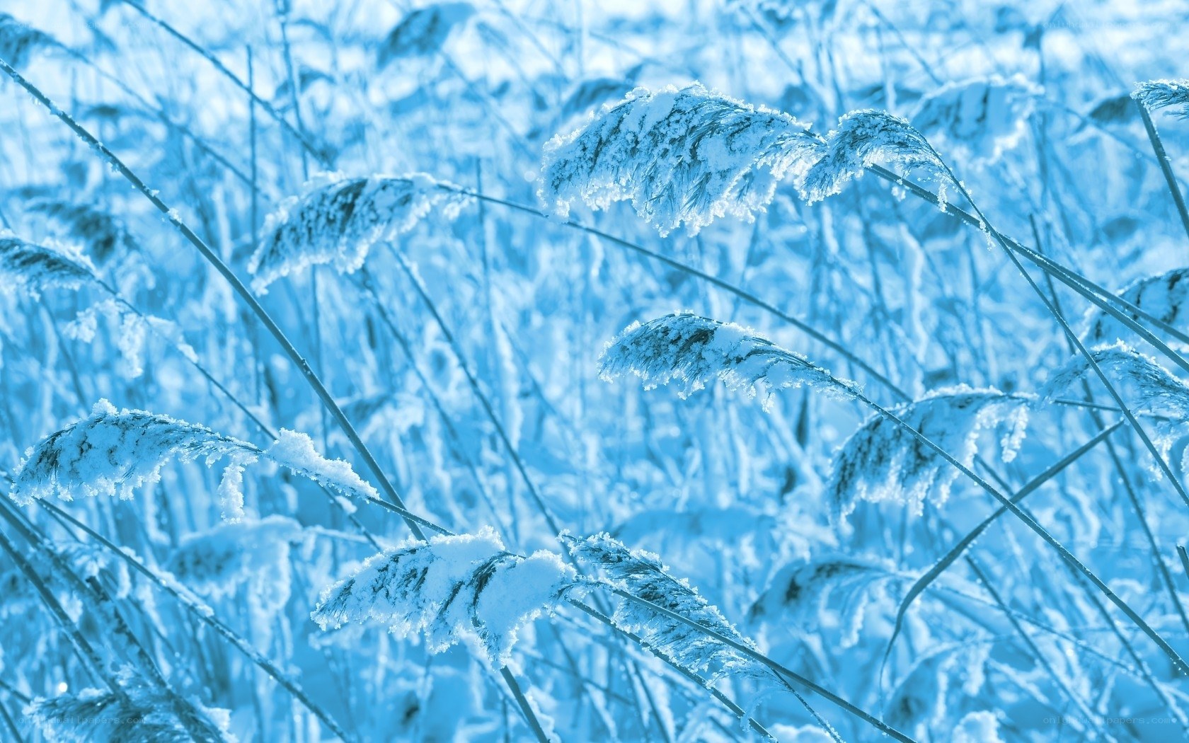 frozen reeds in winter