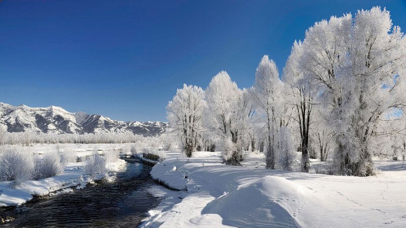 Frozen River and Trees — White