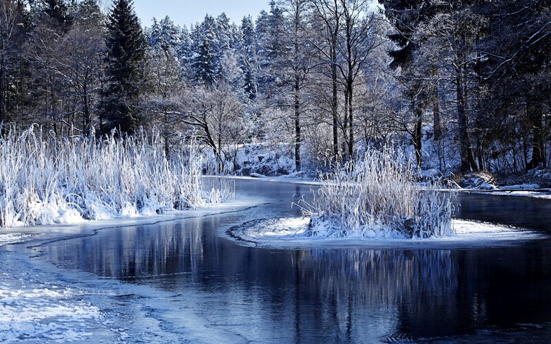 Frozen River in Forest — Blue, Serene, Winter, Photograph, Snow, Trees, Reeds