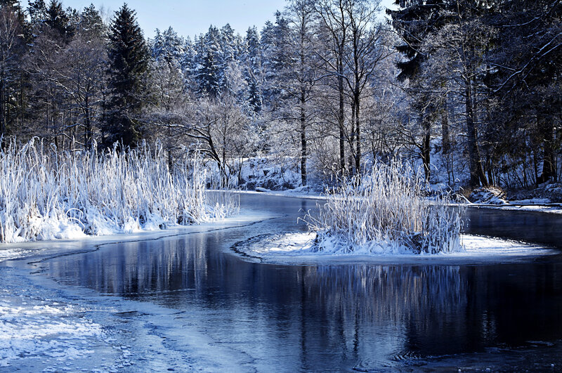 Frozen River in Forest — Blue, Serene, Winter, Photograph, Snow, Trees